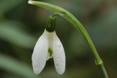 <i>Galanthus nivalis</i>