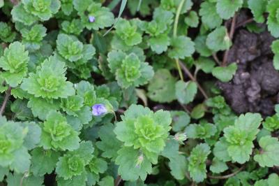 <i>Veronica persica</i>