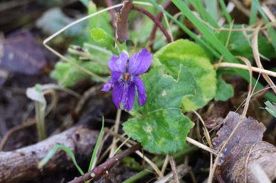 <i>Viola odorata</i>