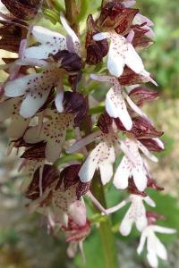 <i>Orchis purpurea</i>