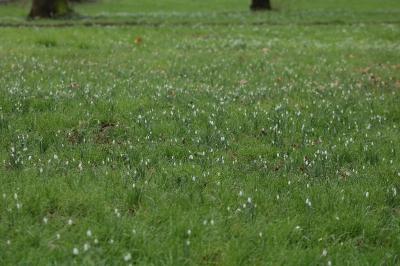 <i>Galanthus nivalis</i>