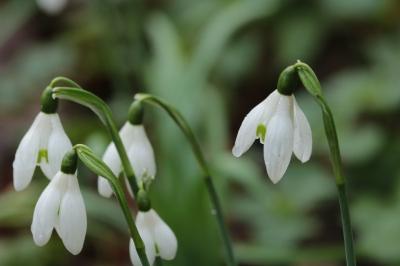 <i>Galanthus nivalis</i>