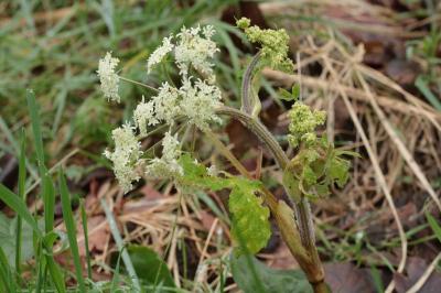 <i>Heracleum sphondylium</i>