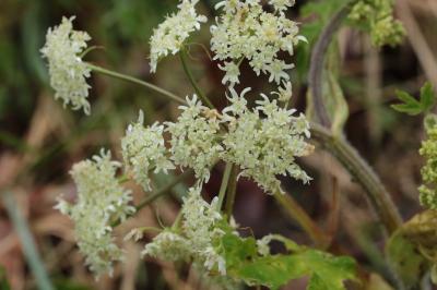 <i>Heracleum sphondylium</i>