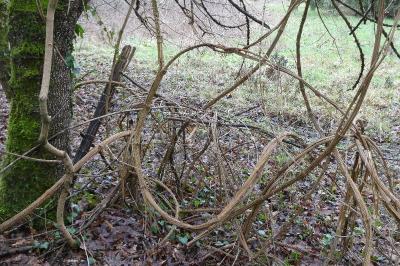 <i>Clematis vitalba</i>