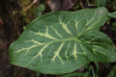 <i>Arum italicum</i>