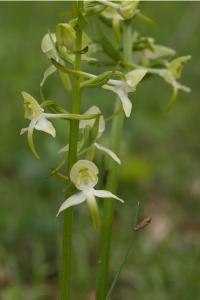 <i>Platanthera chlorantha</i>