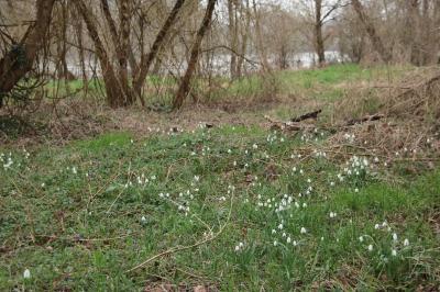 <i>Galanthus nivalis</i>