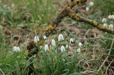 <i>Galanthus nivalis</i>