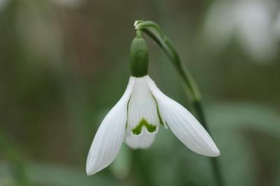 <i>Galanthus nivalis</i>