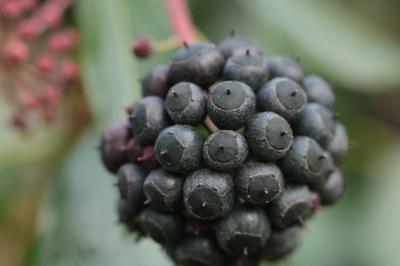 <i>Hedera helix</i>