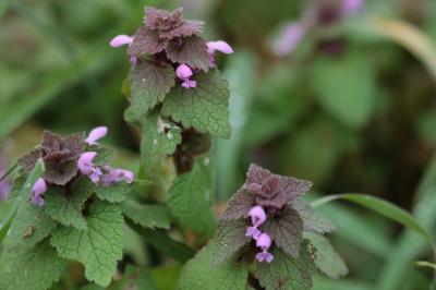 <i>Lamium purpureum</i>