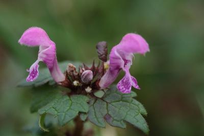 <i>Lamium maculatum</i>