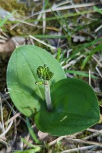 <i>Neottia ovata</i>