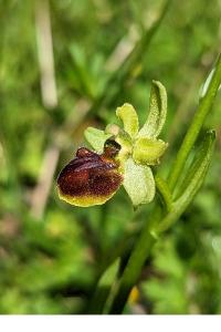 <i>Ophrys aranifera</i>