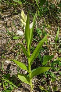 <i>Cephalanthera longifolia</i>