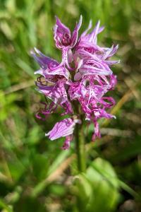 <i>Orchis simia</i>