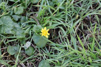 <i>Ficaria verna</i>