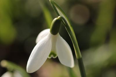 <i>Galanthus nivalis</i>