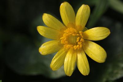 <i>Ficaria verna</i>