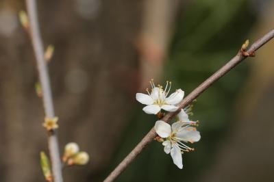 <i>Prunus spinosa</i>