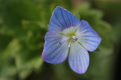 <i>Veronica persica</i>