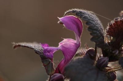 <i>Lamium maculatum</i>