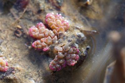 <i>Azolla filiculoides</i>