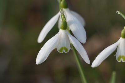 <i>Galanthus nivalis</i>