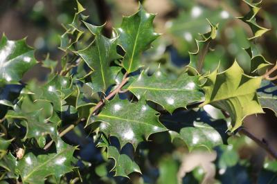 <i>Ilex aquifolium</i>