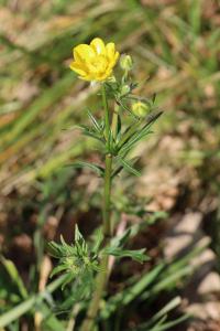 <i>Ranunculus acris</i>