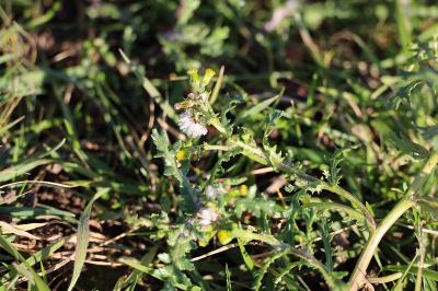 <i>Senecio vulgaris</i>