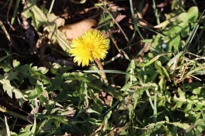 <i>Taraxacum officinale</i>