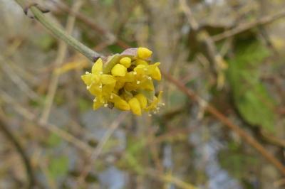 <i>Cornus mas</i>