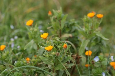 <i>Calendula arvensis</i>