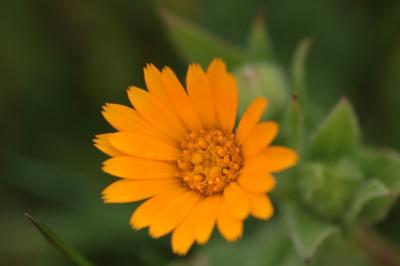 <i>Calendula arvensis</i>