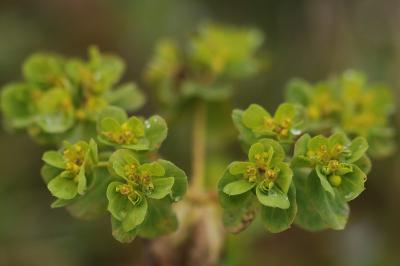 <i>Euphorbia helioscopia</i>
