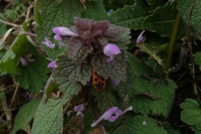 <i>Lamium purpureum</i>