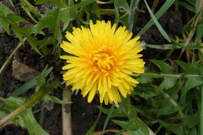 <i>Taraxacum officinale</i>