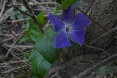 <i>Vinca</i>