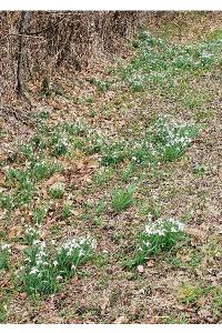 <i>Galanthus nivalis</i>