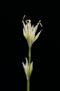 <i>Rhynchospora alba</i>
