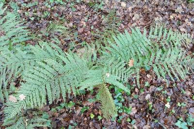 <i>Dryopteris filix-mas</i>