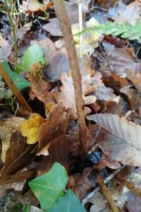 <i>Dryopteris filix-mas</i>