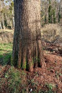 <i>Taxodium distichum</i>