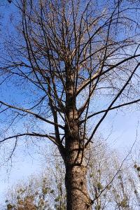 <i>Taxodium distichum</i>