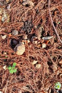 <i>Taxodium distichum</i>