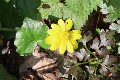 Ficaria verna