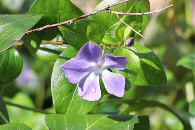 <i>Vinca minor</i>