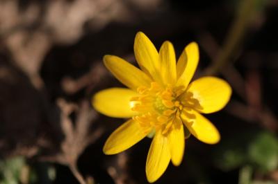 <i>Ficaria verna</i>
